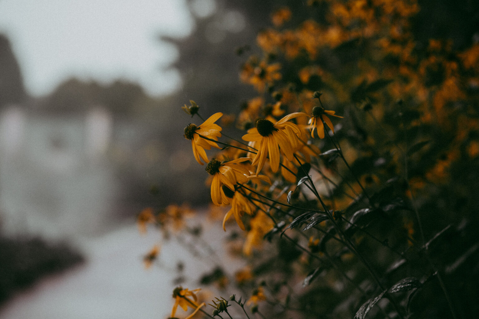 Denver Botanic Gardens Wedding - Denver MicroWedding - Kyla Fear ...